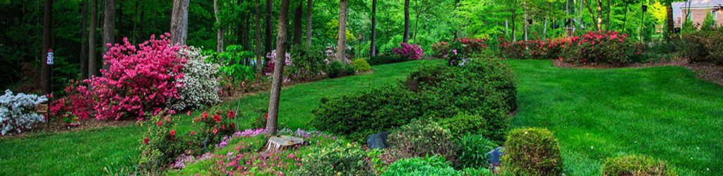 Landscaping backyard